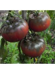 Tomate noire russe charbonneuse - 1 u - Les Jardins Du Bois Joli ...