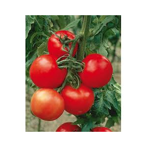 Tomate montfavet