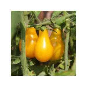Tomate poire jaune
