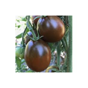 Tomate prune noire