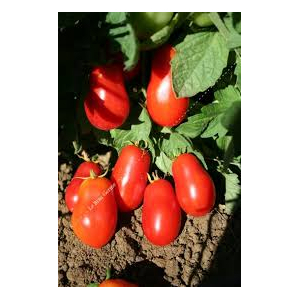 Tomate roma
