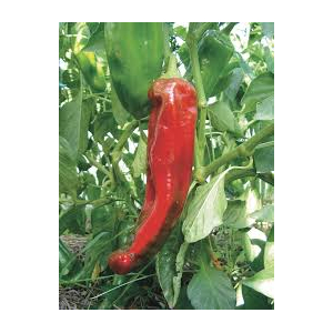 Poivron corno di toro rouge