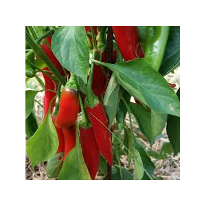 Piment sucette de provence