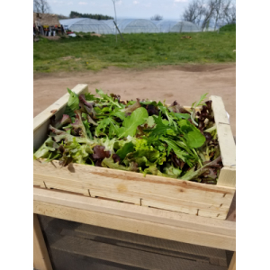 Mesclun