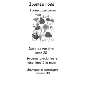 Graines d'ipomée rose