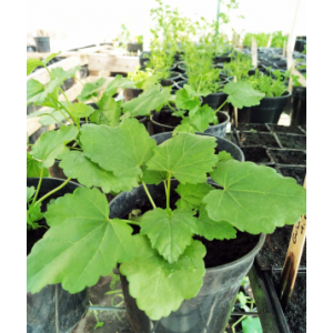 Plant de guimauve officinale