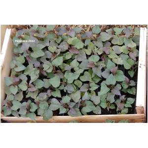Plant patate douce