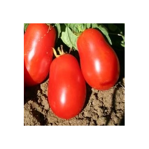 Plant tomate - roma