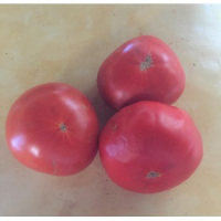 Plant tomate - charnue de huy