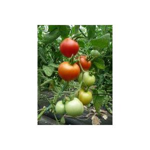 Plant tomate - matina