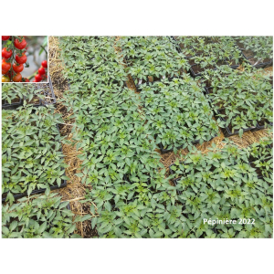 Plant tomate cerise - miel du mexique