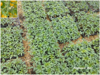 Plant tomate cerise - clementine