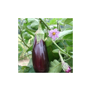 Plant aubergine - de toulouse
