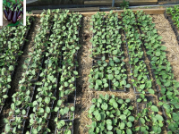 Plant aubergine - alexandra
