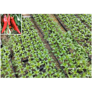 Plant poivron - corno di toro rouge