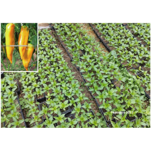 Plant poivron - corno di bue giallo