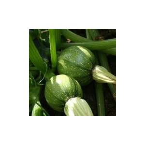 Plant courgette - ronde de nice