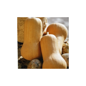 Plant courge - butternut
