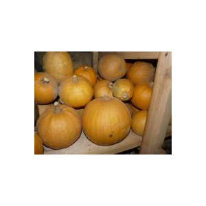 Plant courge - melonnette jaspée de vendee