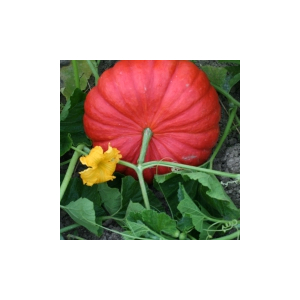 Plant potiron - rouge d’etampes