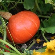Plant potimarron