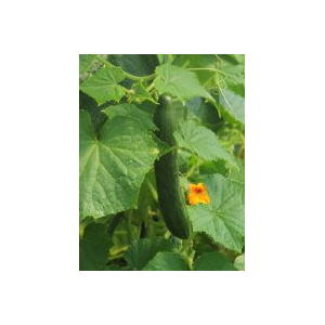 Plant concombre - rollinson's telegraph