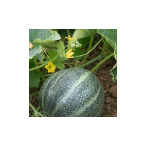 Plant melon - petit gris de rennes