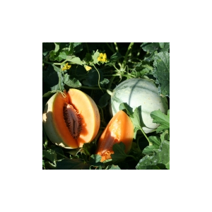 Plant melon - charentais
