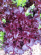 Salade du moment - image 2