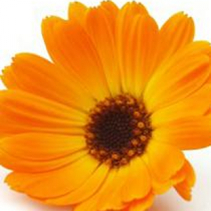 Plant de calendula/souci