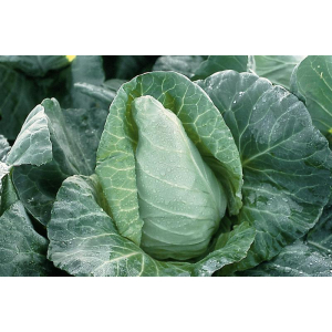 Chou cabus pointus bio