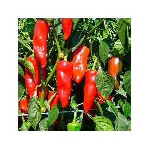 Piment gorria dit 'd'espelette'