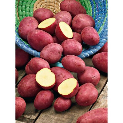 Pomme de terre jeannette