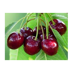 Confiture de marmotte