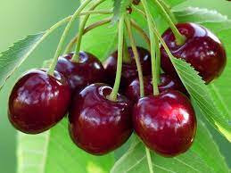 Confiture de marmotte