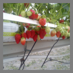 Fraise sonsation en hve