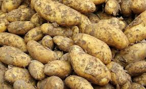 Pommes de terre gourmandine nouvelles