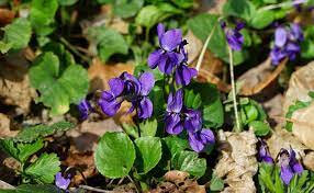 Gelée de violette