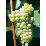 Gelée de chardonnay