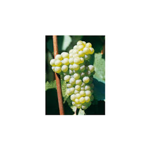 Gelée de chardonnay