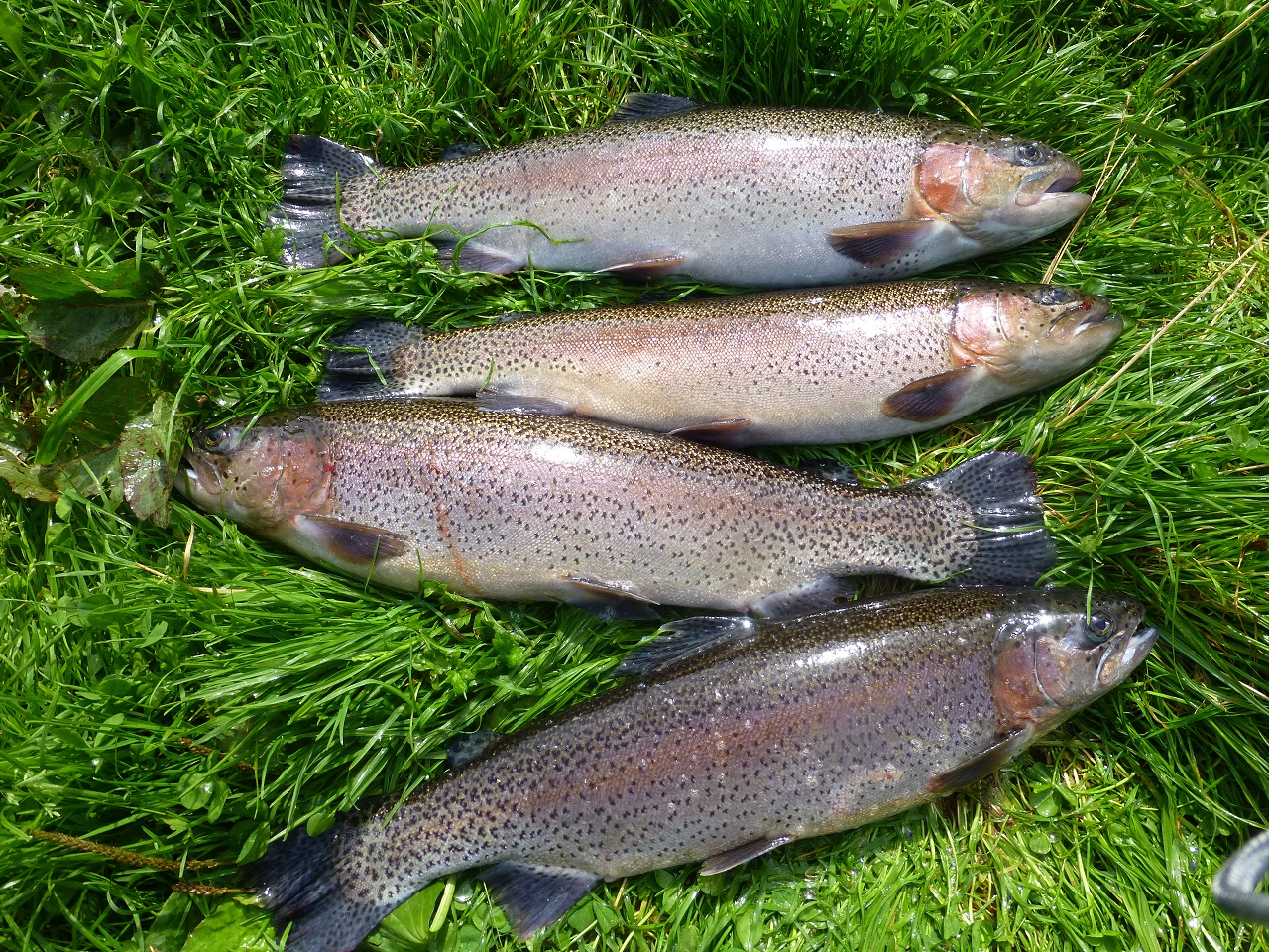 Mur de poissons à truite arc-en-ciel ART 12'' ou 15'' - Canada