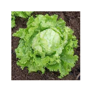 Laitue batavia dorée de printemps