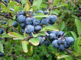 Confiture de prunelle