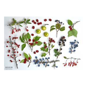 Gelée de baies d'automne