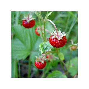 Confiture de fraise/fraise des bois