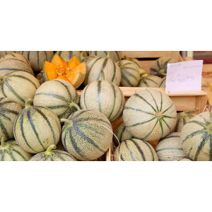Melon