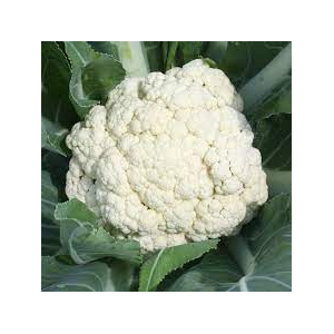 Chou fleur 500g à 700g