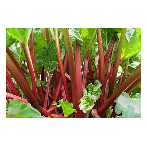Rhubarbe