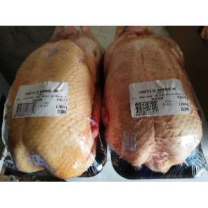 Canard fermier de barbarie v