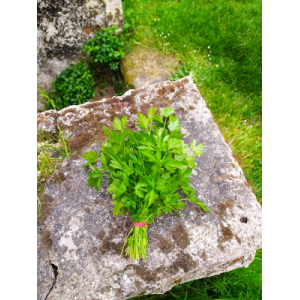 Persil plat en bouquet